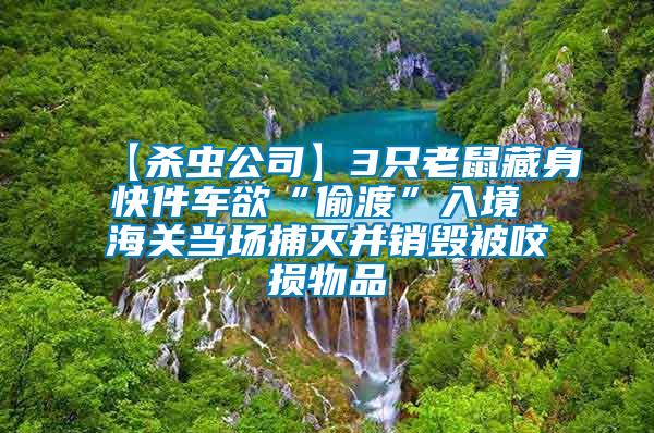 【杀虫公司】3只老鼠藏身快件车欲“偷渡”入境 海关当场捕灭并销毁被咬损物品