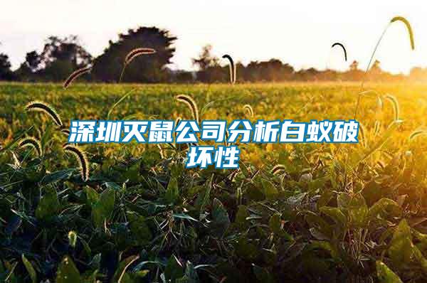 深圳灭鼠公司分析白蚁破坏性