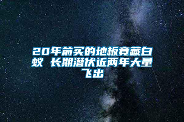 20年前买的地板竟藏白蚁 长期潜伏近两年大量飞出