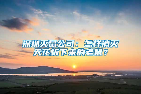 深圳灭鼠公司：怎样消灭天花板下来的老鼠？